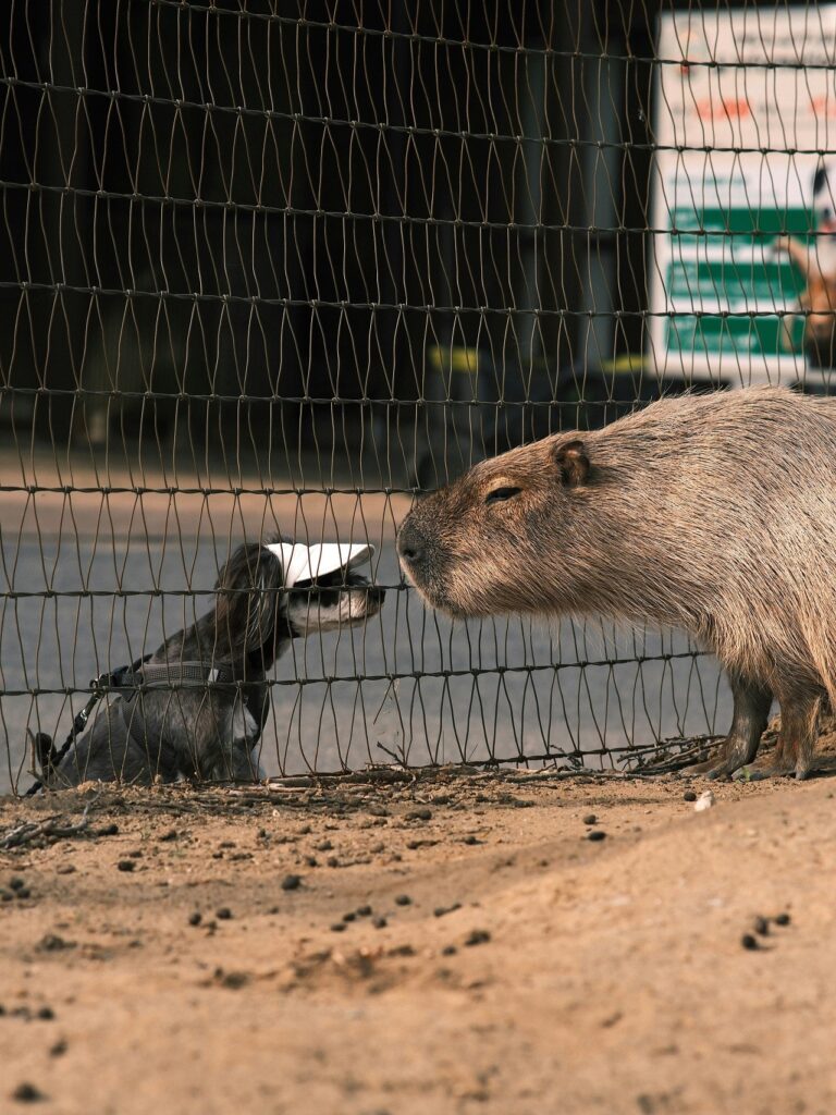 two cute animals touching noses
